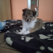 Ch�ron Kamenit� str��