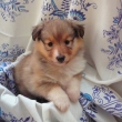Bonnie Kamenit� str��