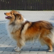 Chimera z Vesni�ky u hranic