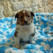 Casioppea Miasy 4 t�dny
