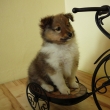 Coyote E. Wile 7 t�dn�