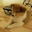 Cassius Clay 7 t�dn�