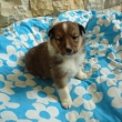 Cracker Jack 4 t�dny