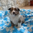 Cornelie Phoebe 4 t�dny