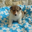Cassius Clay 4 t�dny