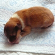 Bonnie Kamenit� str��