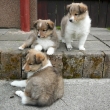 Casioppea Miasy , Cracker Jack a  Cassius Clay 7 t�dn�